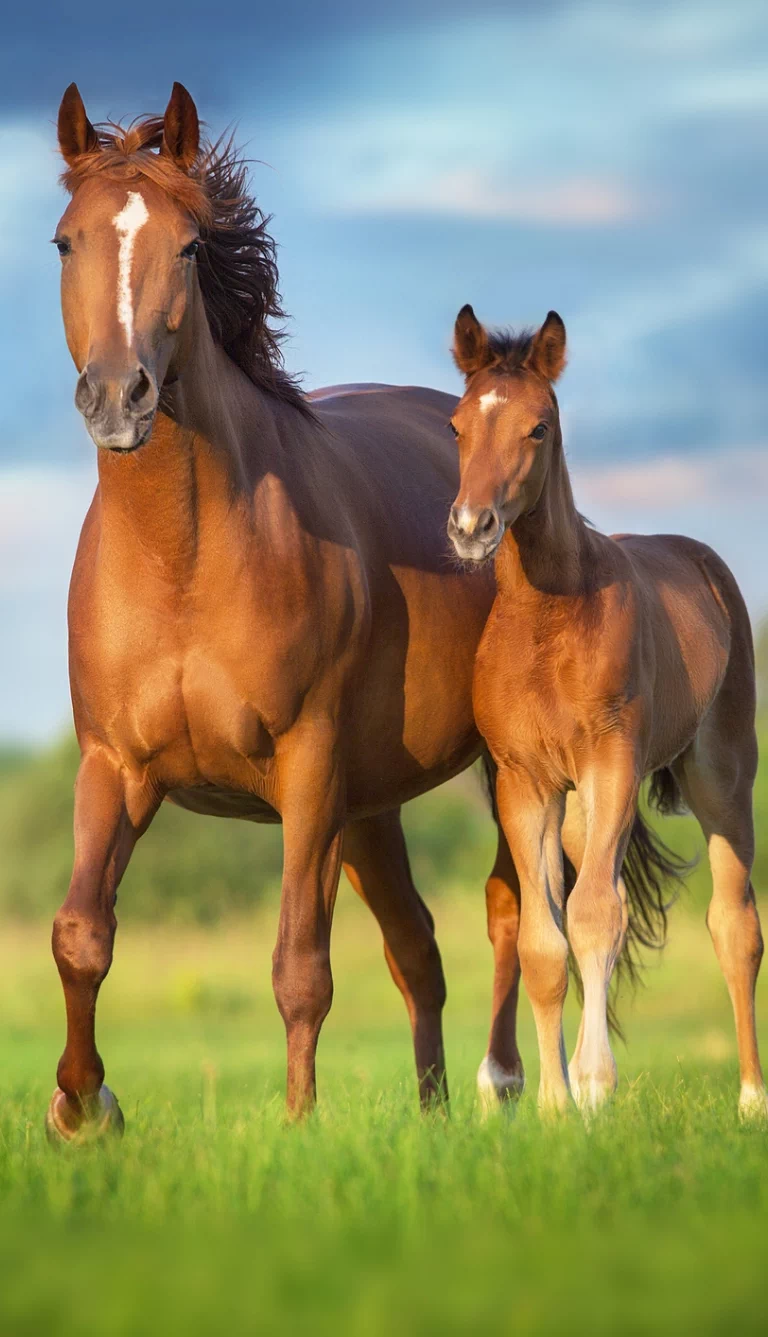 dorosły koń i młody koń